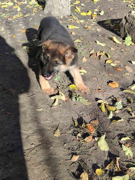 Цуценя німецької вівчарки