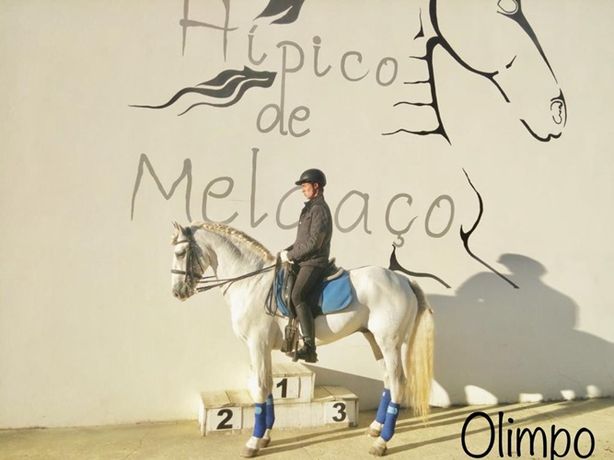 Cavalo Pura Raza Espanhol