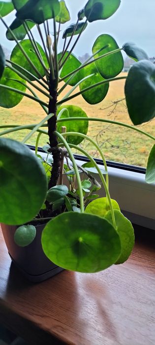 Pieniążek/pilea duży