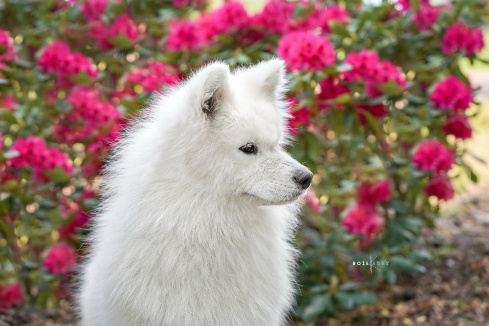 Samoyed samojed zkwp fci samiec piesek po championie