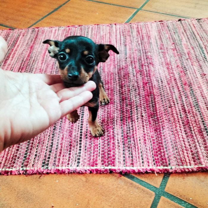 Pinscher fêmea belíssima
