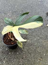 Philodendron Florida Beauty Variegata - sadzonka ukorzeniona