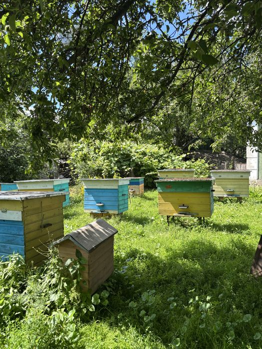 Продам вулики для бджіл