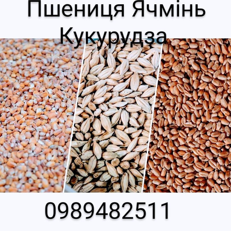 Пшениця Ячмінь Кукурудза