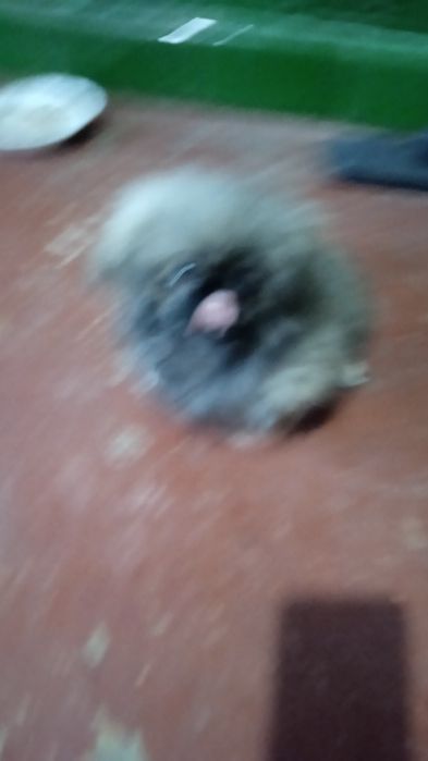 Домашні пекінес.