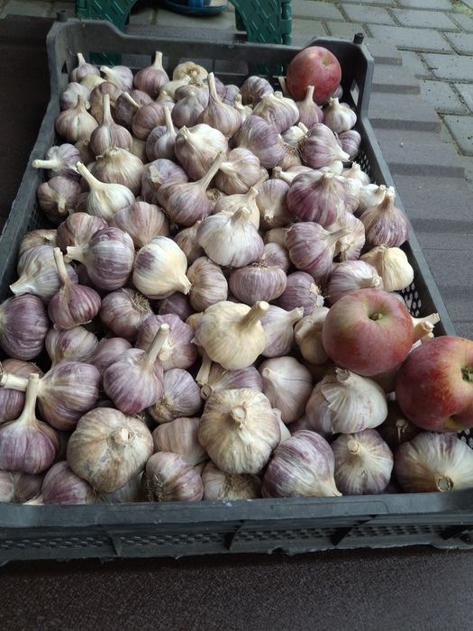 Посадковий часник " ЛЮБАША"