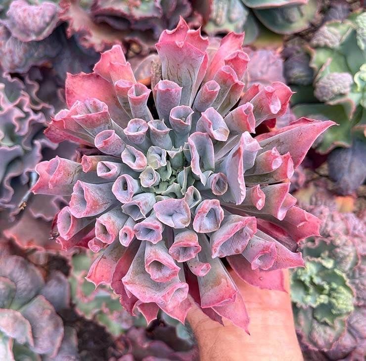 echeveria trumpet pink, ехеверія, сукулент, кімнатні рослини