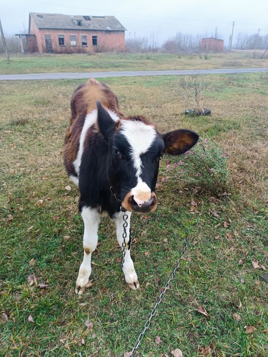 Продам теличку на держання