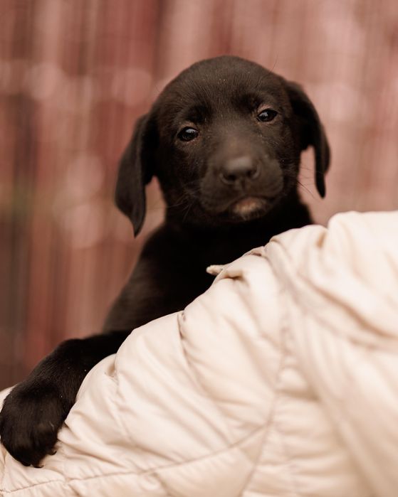 Цуценятко-дівчинка, 2 міс, шукає батьків!