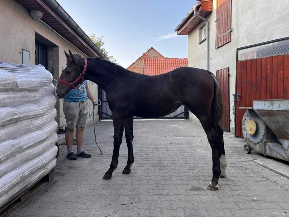 Źrebica śląska Lissa