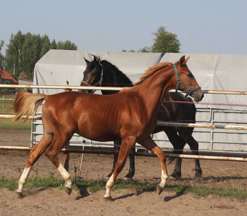 *** Ogierek wielkopolski ***
