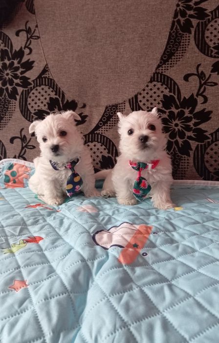 West Highland White Terrier