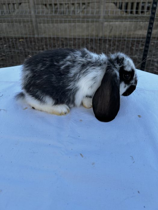 Króliki młode barany francuzkie
