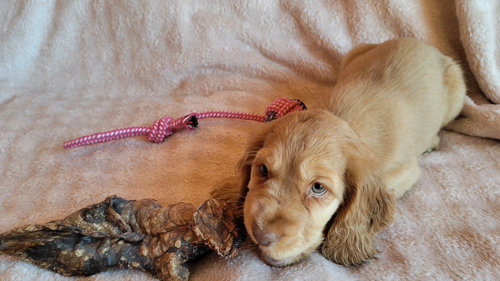 Piesek Cocker spaniel ang.badania genetyczne