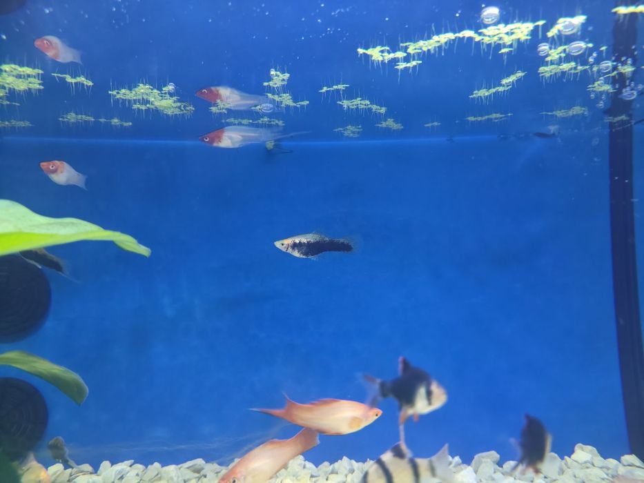 Espadas texugo kohako comet pink