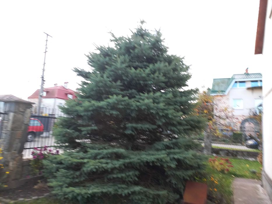 Жива ялинка,віддам базкоштовно,самовивіз