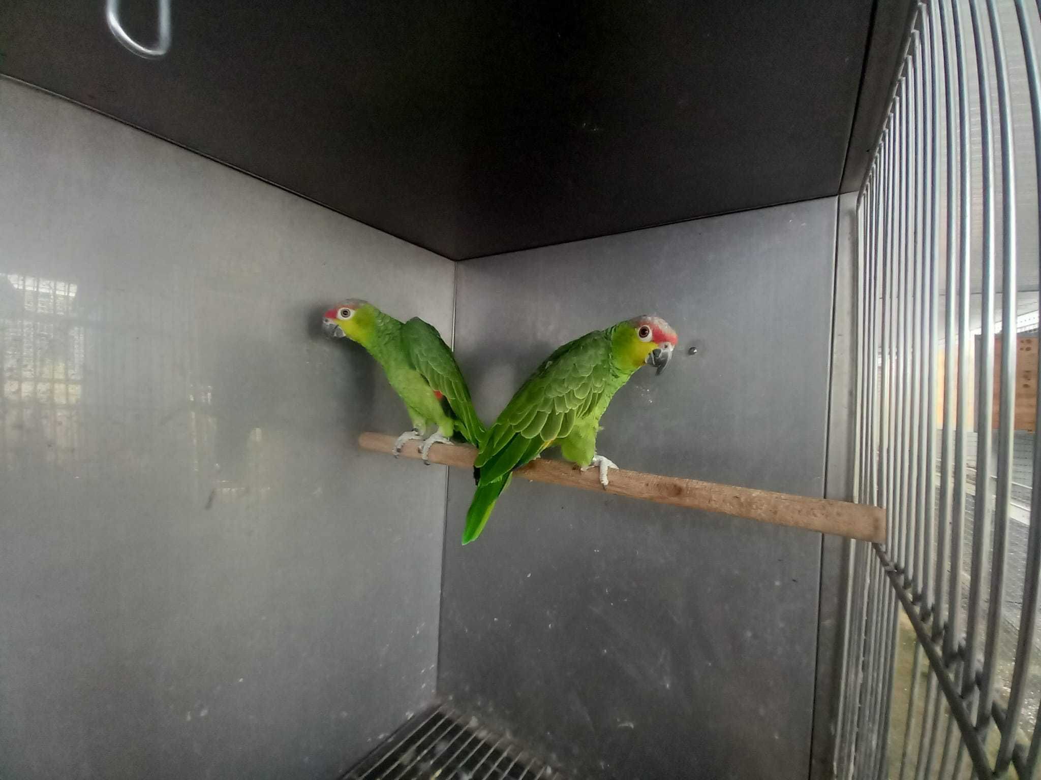 Fêmea Amazonas autumnalis lilacina 2022