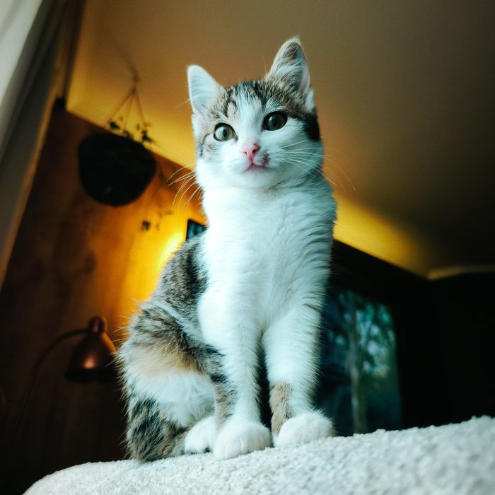 Mała kotka do adopcji