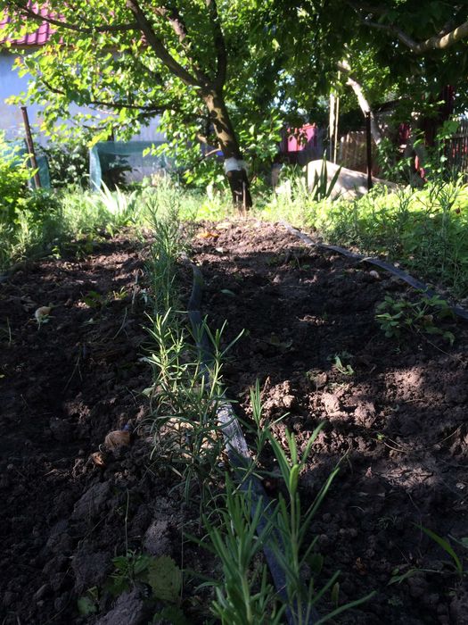 Саджанці розмарину, Саженцы розмарина