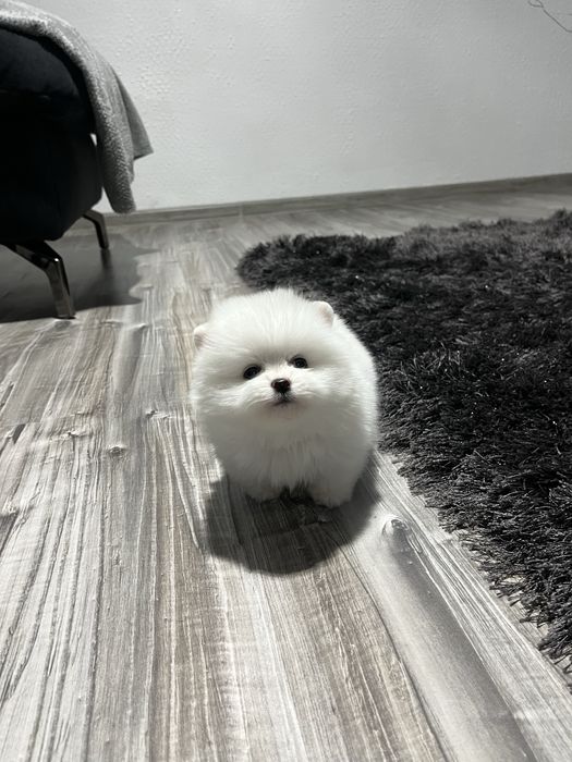Pomeranian szpic miniaturowy