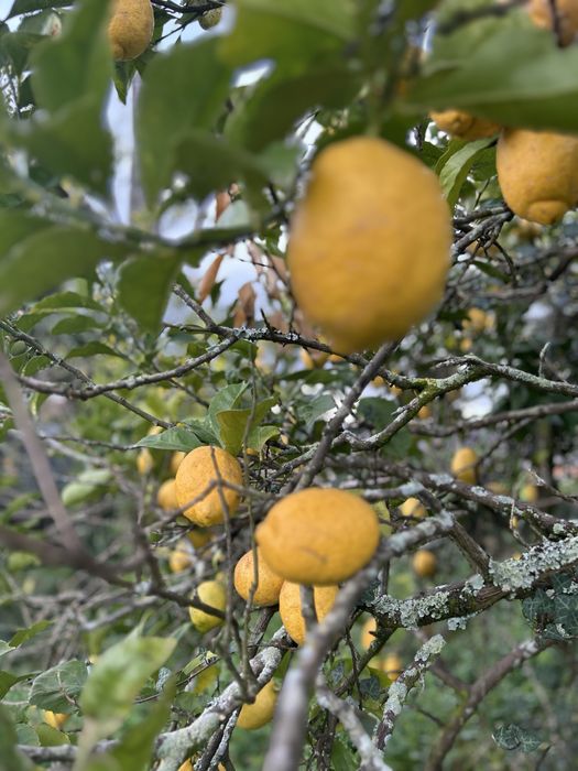 Limões casca grossa ( biologicos )