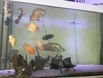 Akwarium 1200 l z zyciem