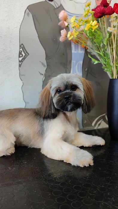 Вязка Шит-цу (мальчик)