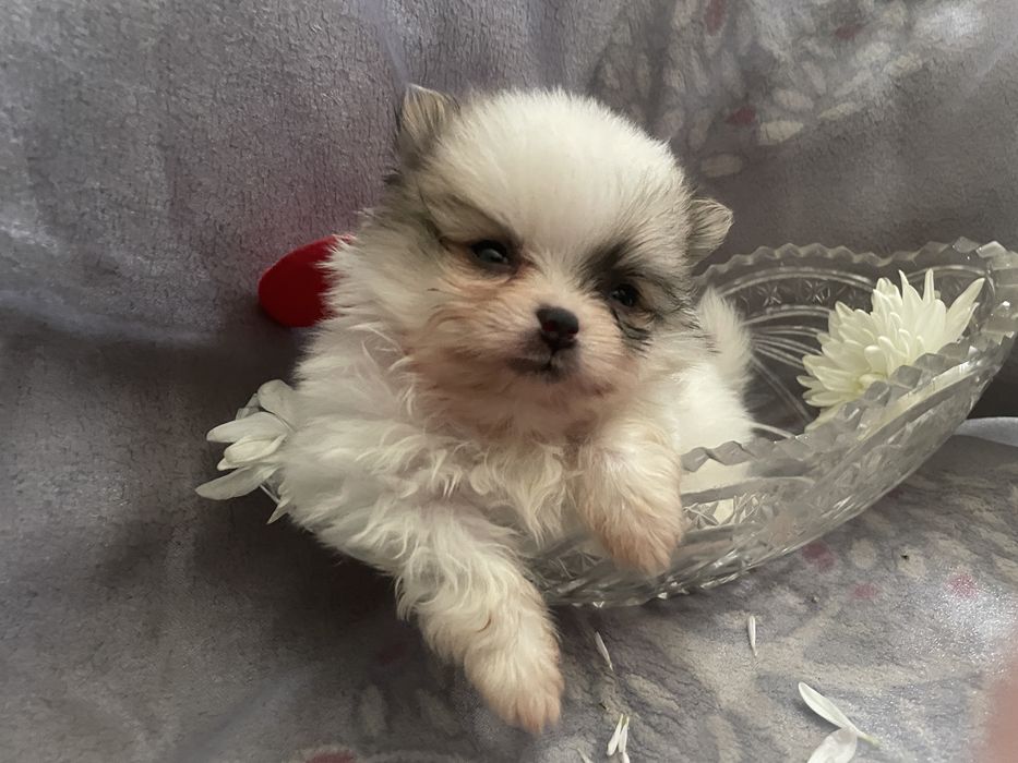 Мини Померанский Шпиц Окоас Патиколор | Мальчик