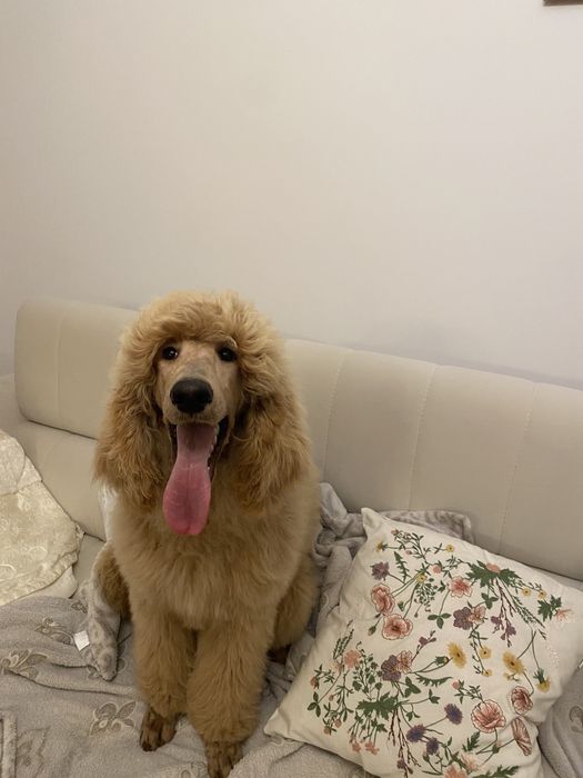 Pudel duży królewski FCI piesek okazja