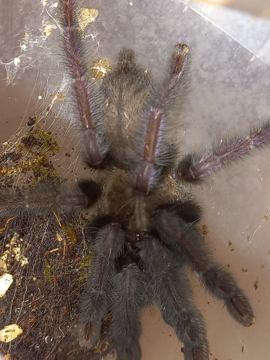 lampropelma nigerrimum 3dc samica