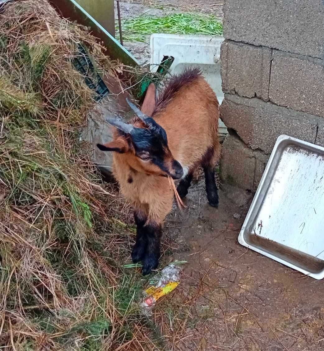 cabrito macho 3 meses