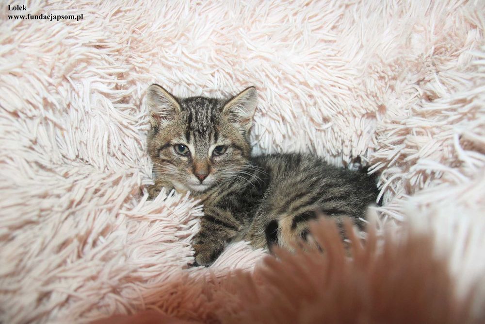 Lolek, mały kiciuś szuka domku