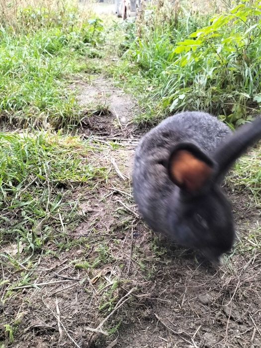 Młoda samiczka i samczyki