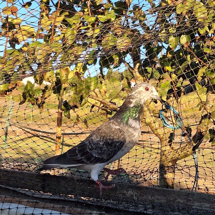 Pombos correios para venda