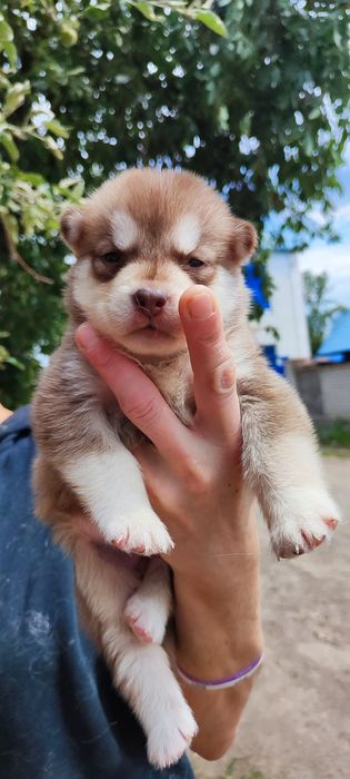 Симпатичні шоколадного кольору