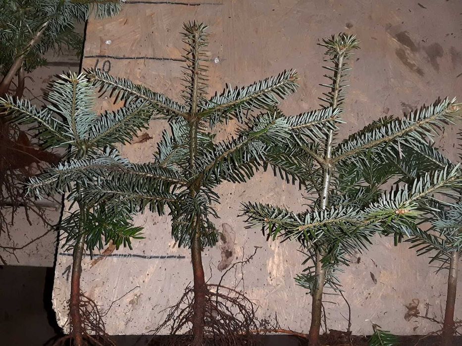 Jodła kaukaska 2/1 2/2 Jodła kaukaska, jodła Nordmanna na choinki