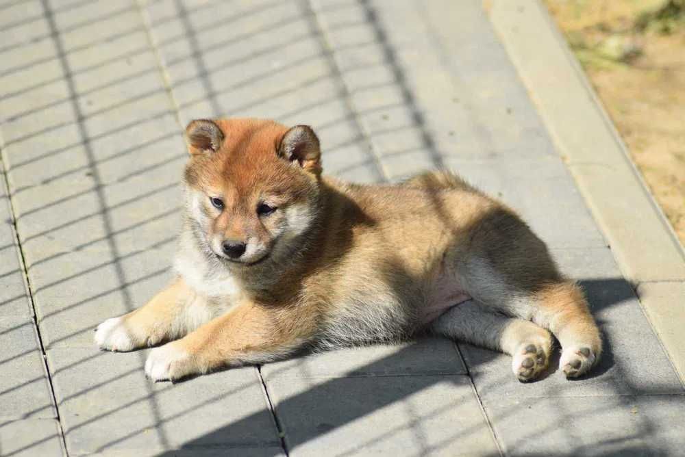 Shiba Inu disponível
