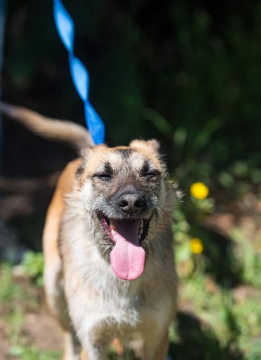 Vivente- cachorro de porte médio para adoção
