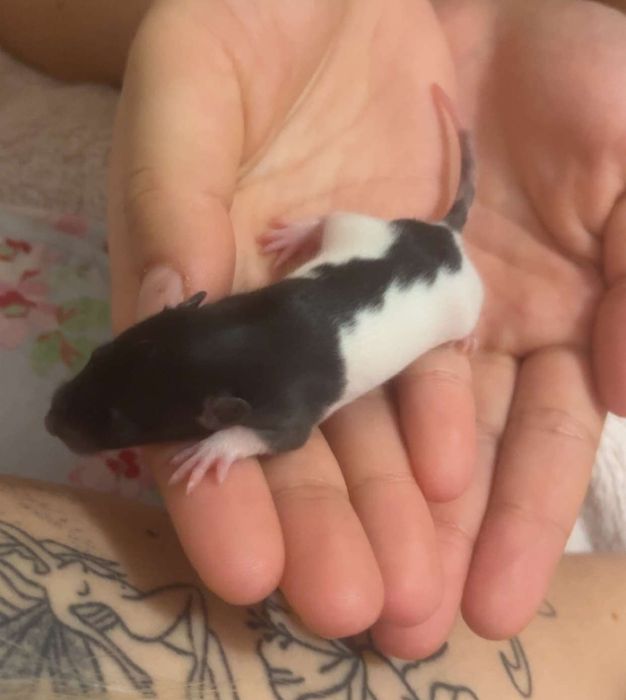 młode szczurki dumbo