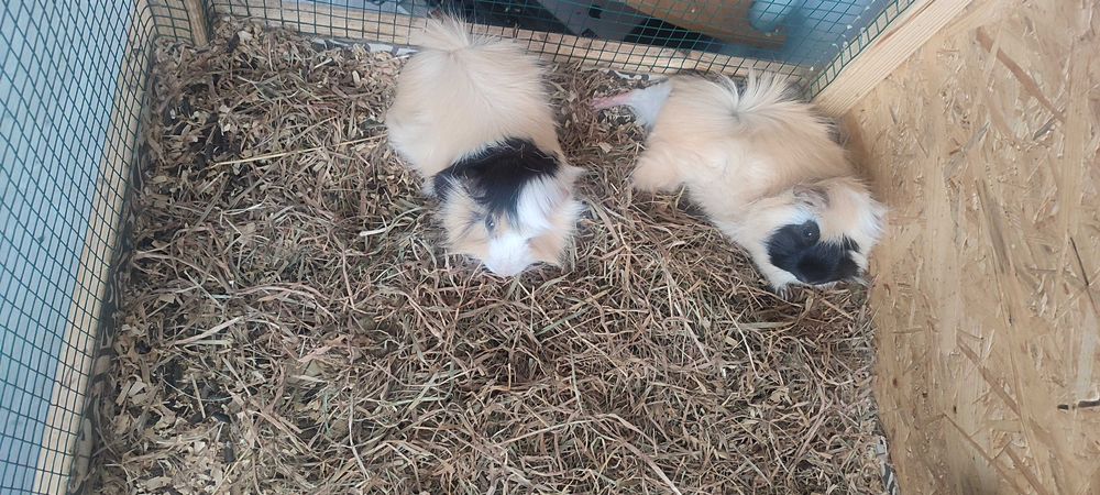 Świnki morskie rozetki + wyprawka