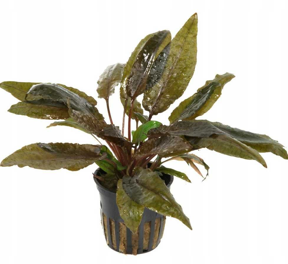 Cryptocoryne Tropica Rośliny akwariowe w koszyczkach