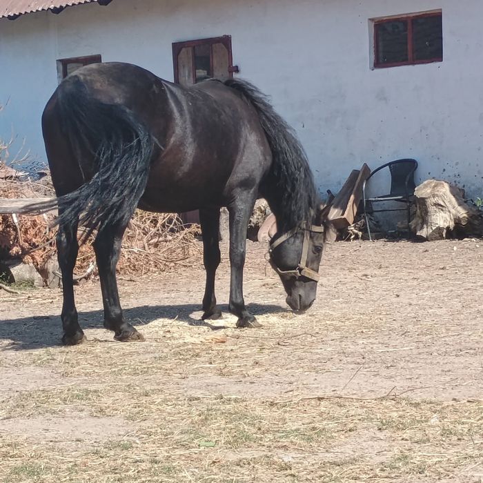 Klacz kara Zimnokrwista