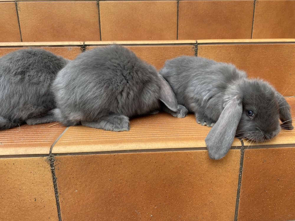 Młode króliki Barany Francuskie Niebieskie