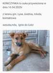 Pilne!! Sczeniak - Koniczynka czeka na wybawienie z Sobolewa
