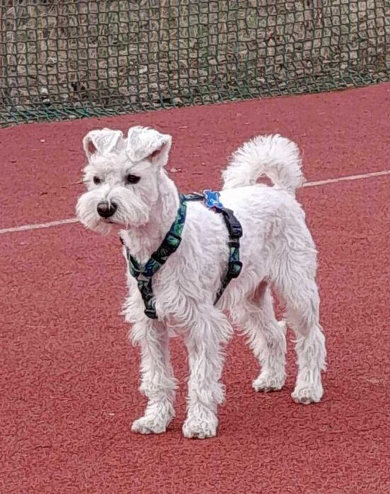 Sznaucer miniaturowy biały do krycia – młody reproduktor z rodowodem