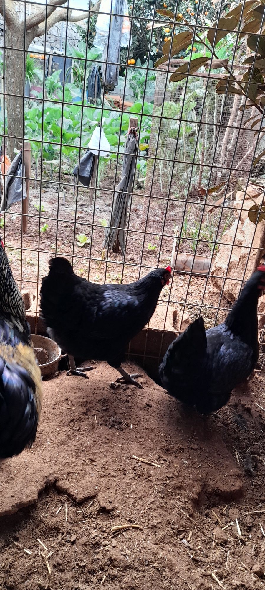 Ovos galados Australorp puro