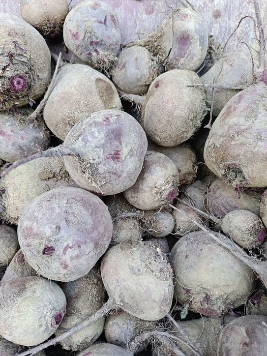 Buraki czerwone ekologiczne 10 kg