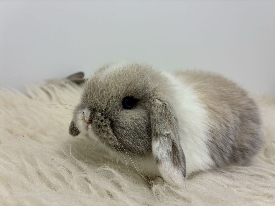 Mini Lop Króliczek Mini Lopek hodowla