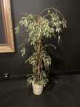 Planta artificial com tronco original madeira