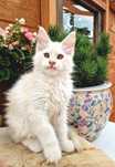 Maine Coon kocurek,  srebro - krem, opcja